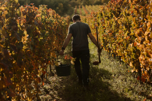 Bobine Les_Vins_de_la_Madone-Champdieu