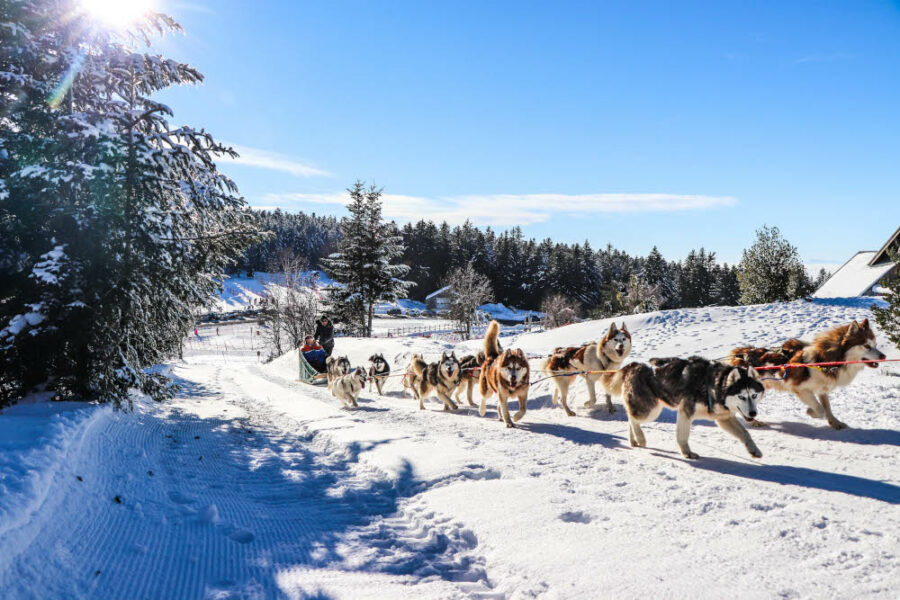 Chiens de traîneau - Col de la Loge