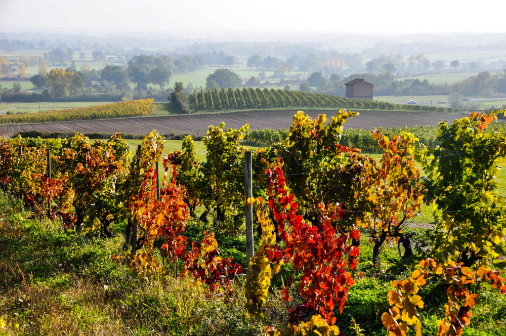 La Route des Vins sous les projecteurs des médias